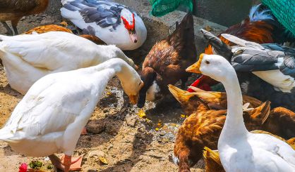Chief vet urges vigilance as avian flu measures lift